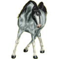 Reitpferd Achal-Tekkiner Rotbrauner