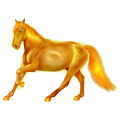 Reitpferd Araber Apfelschimmel
