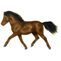 Pony Shetlandpony Dunkelbrauner