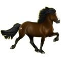 Pony Shetlandpony Apfelschimmel
