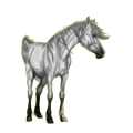 Reitpferd Tinker Rappe mit Tobiano-Scheckung