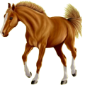Reitpferd Araber Forellenschimmel