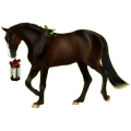 Reitpferd Trakehner Rappe
