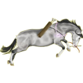 Reitpferd Paso Peruano Rappe