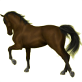 Reitpferd Andalusier Rotbrauner