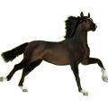 Reitpferd Englisches Vollblut Brauner
