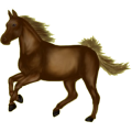 Reitpferd Araber Rotbrauner