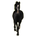Pony Deutsches Reitpony Rappe
