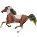 Reitpferd Argentinischer Criollo Brauner mit Tovero-Scheckung 