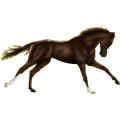 Reitpferd Mustang Brauner
