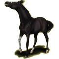 Reitpferd Andalusier Rappe