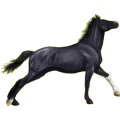 Reitpferd Andalusier Rappe