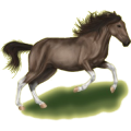 Pony Shetlandpony Strawberry Roan