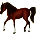 Reitpferd Araber Brauner