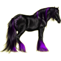 Reitpferd Friese Rappe
