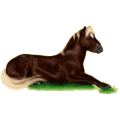 Reitpferd Andalusier Apfelschimmel