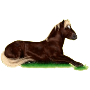 Reitpferd Araber Forellenschimmel