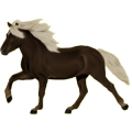 Reitpferd Andalusier Dunkelbrauner