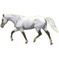 Reitpferd Trakehner Hellgrau