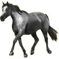 Reitpferd Araber Forellenschimmel