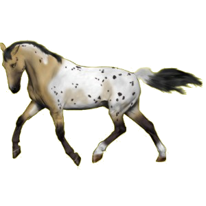 Reitpferd Knabstrupper Brauner