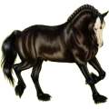 Reitpferd Andalusier Dunkelfuchs