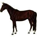 Reitpferd Araber Fuchs