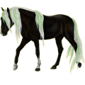 Reitpferd Mustang Brauner