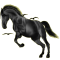 Reitpferd Friese Rappe