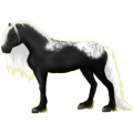 Pony Norweger Braunfalben