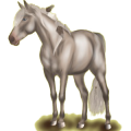 Reitpferd Hannoveraner Rotbrauner