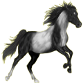 Reitpferd Araber Hellgrau