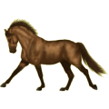 Pony Deutsches Reitpony Roan