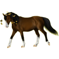 Reitpferd Araber Roan