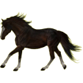 Reitpferd Araber Hellgrau