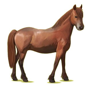 Pony Haflinger Palomino