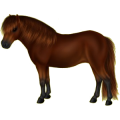 Pony Deutsches Reitpony Falbe
