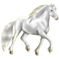 Pony Haflinger Palomino