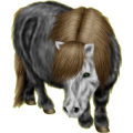 Pony Shetlandpony Mausgrauer mit Tobiano-Scheckung