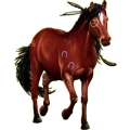Reitpferd Andalusier Dunkelfuchs