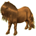 Pony Deutsches Reitpony Brauner