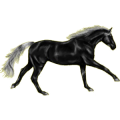 Reitpferd Mustang Rappe
