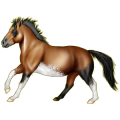 Reitpferd Isländer Brauner