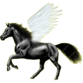 Pegasus-Reitpferd Curly Horse Dunkelfuchs