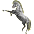 Pony Neufundland Pony Brauner