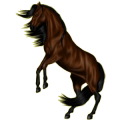 Reitpferd Araber Dunkelbrauner