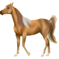 Reitpferd Deutsches Reitpferd Dunkelbrauner