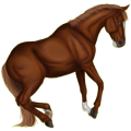Reitpferd Deutsches Reitpferd Fuchs