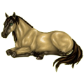 Pony Shetlandpony Falbe