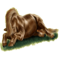 Pony Quarter Pony Strawberry Roan